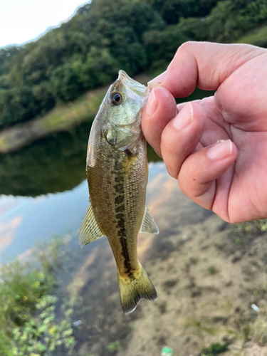 ラージマウスバスの釣果