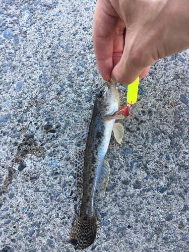 ハゼの釣果