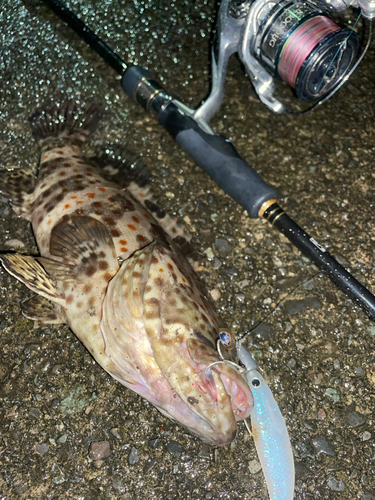 チャイロマルハタの釣果