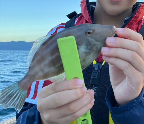 ウマヅラハギの釣果