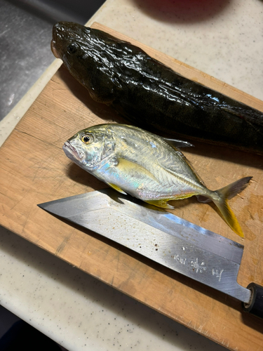 マゴチの釣果