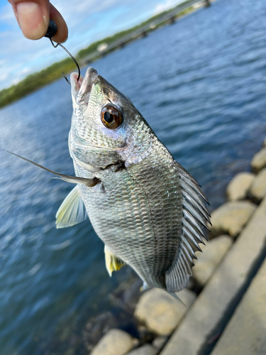 キビレの釣果