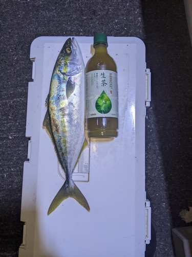 ツバスの釣果