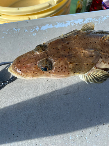 ワニゴチの釣果