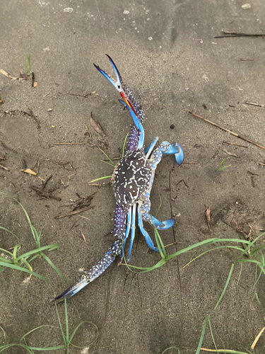 タイワンガザミの釣果