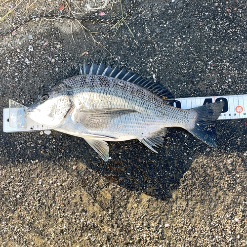 クロダイの釣果