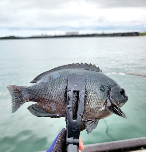 メジナの釣果