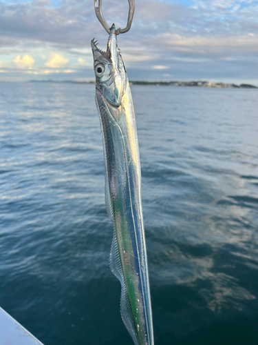 タチウオの釣果