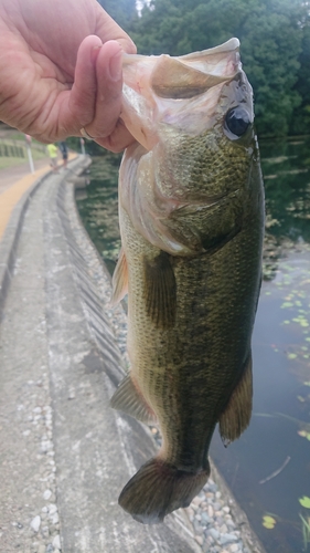 ラージマウスバスの釣果