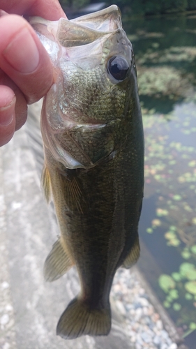 ラージマウスバスの釣果