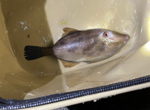 カワハギの釣果