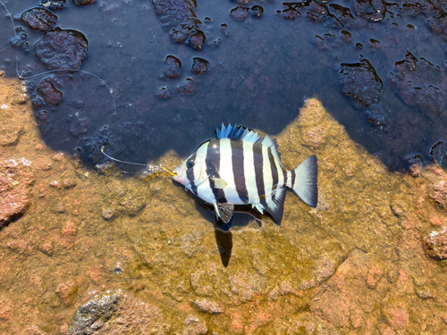 イシダイの釣果