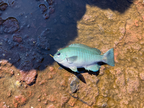 メジナの釣果