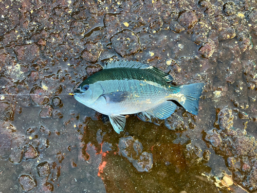 メジナの釣果