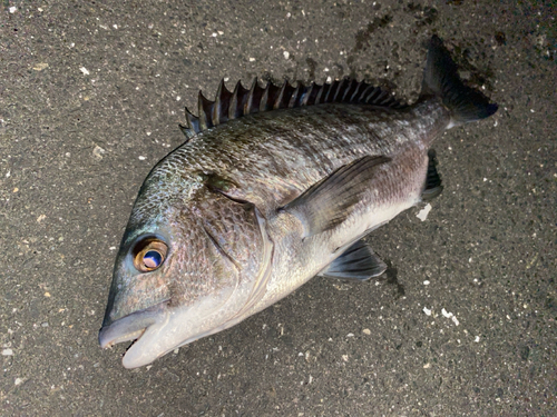 クロダイの釣果