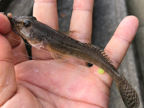 マハゼの釣果