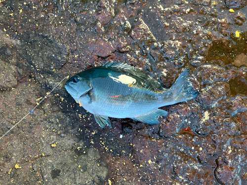 メジナの釣果