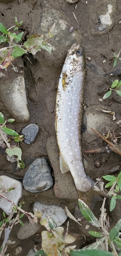 アメマスの釣果