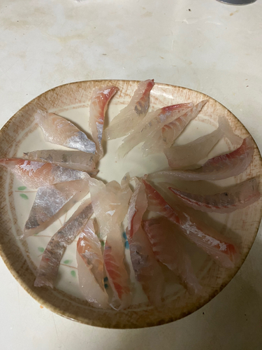 アイゴの釣果