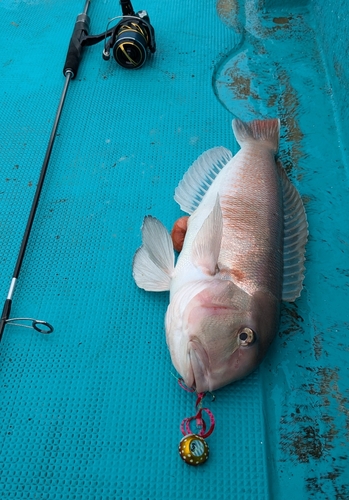 シロアマダイの釣果