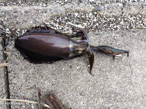 アオリイカの釣果