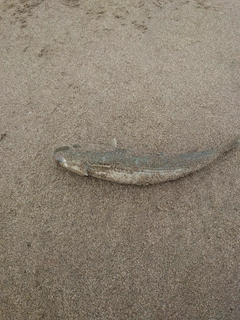 ボラの釣果