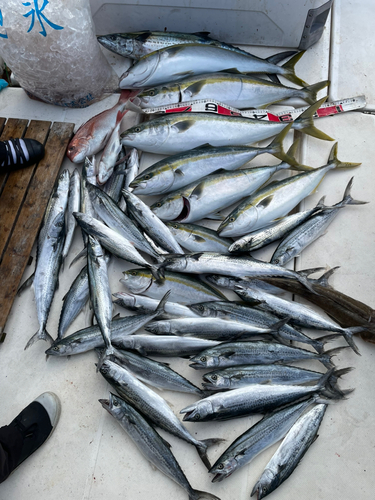 ブリの釣果