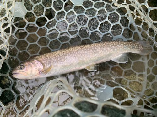 イワナの釣果