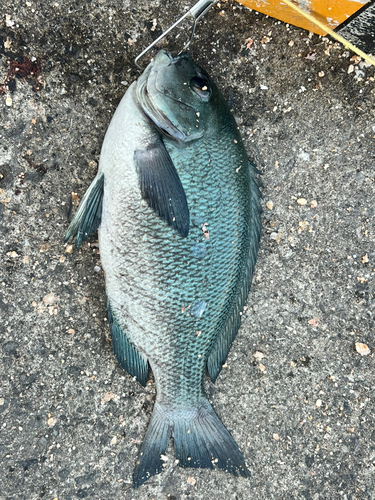 クロの釣果