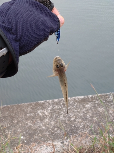 マハゼの釣果