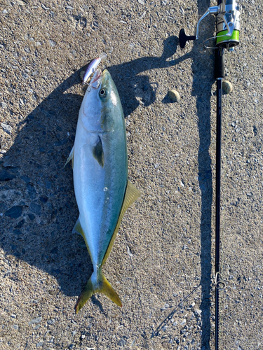 イナダの釣果