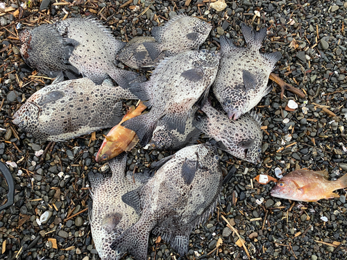 イシガキダイの釣果