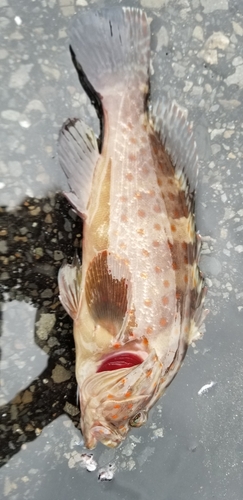 チャイロマルハタの釣果