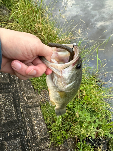 ラージマウスバスの釣果