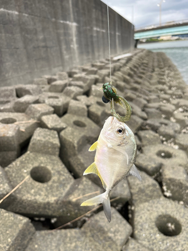 メッキの釣果