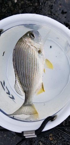 ヘダイの釣果