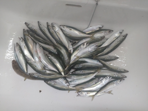 サバの釣果