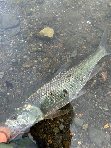 ハスの釣果