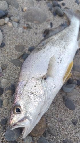 ニベの釣果