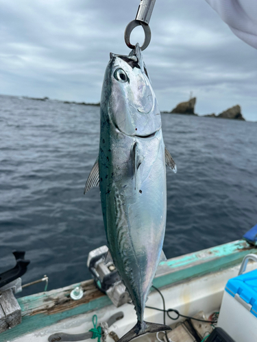 ヒラソウダの釣果