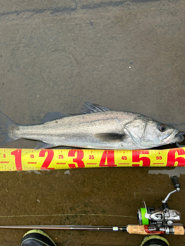 セイゴ（マルスズキ）の釣果