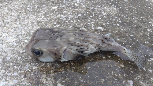 イシガキフグの釣果