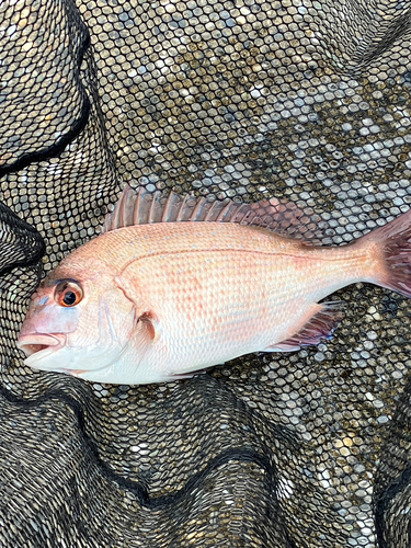 タイの釣果