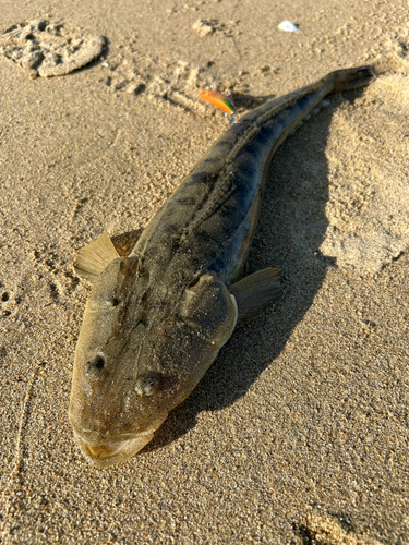 マゴチの釣果