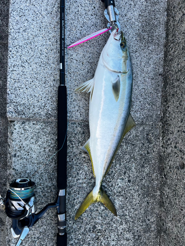 メジロの釣果