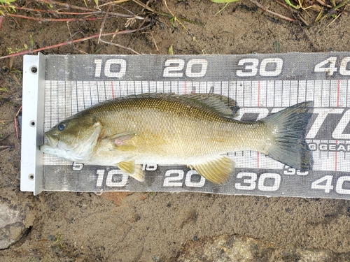 スモールマウスバスの釣果