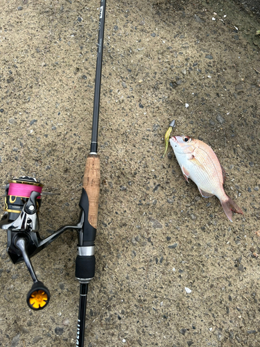 チャリコの釣果