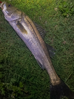 ハネ（マルスズキ）の釣果