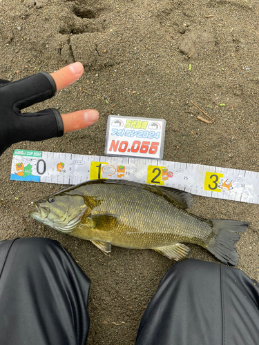 スモールマウスバスの釣果