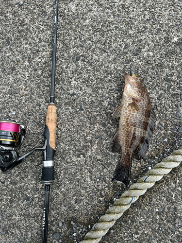 オオモンハタの釣果